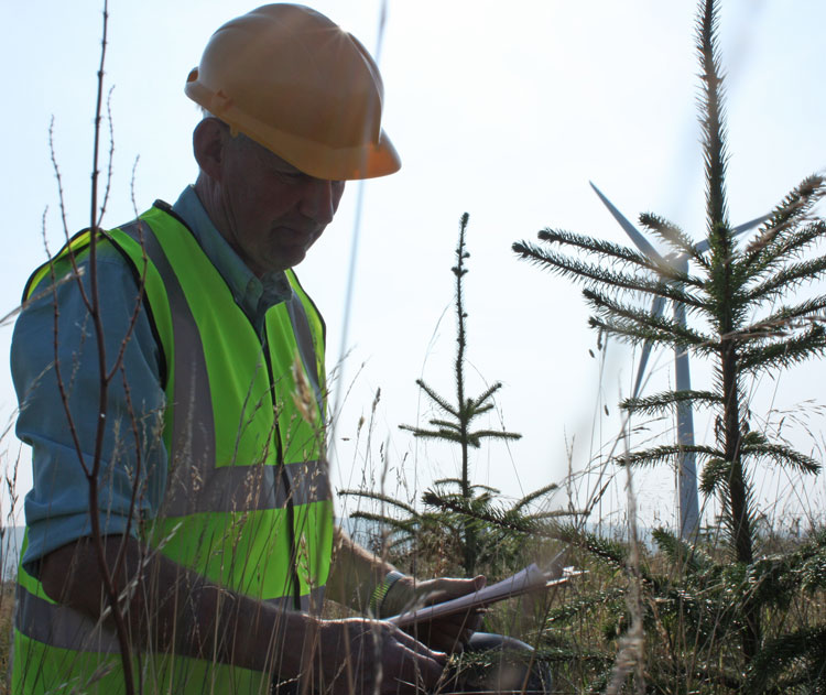 Tree planting